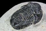 Bargain, Gerastos Trilobite Fossil - Morocco #87568-3